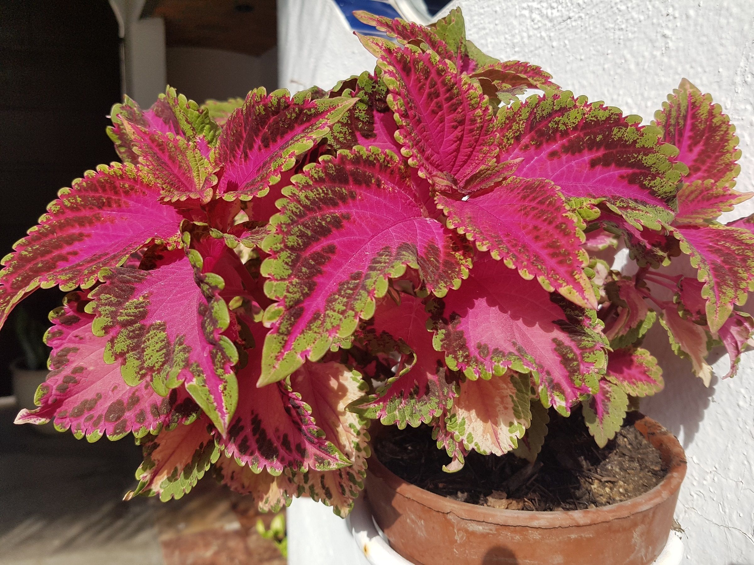 Una planta en maceta de terracota con hojas variegadas.