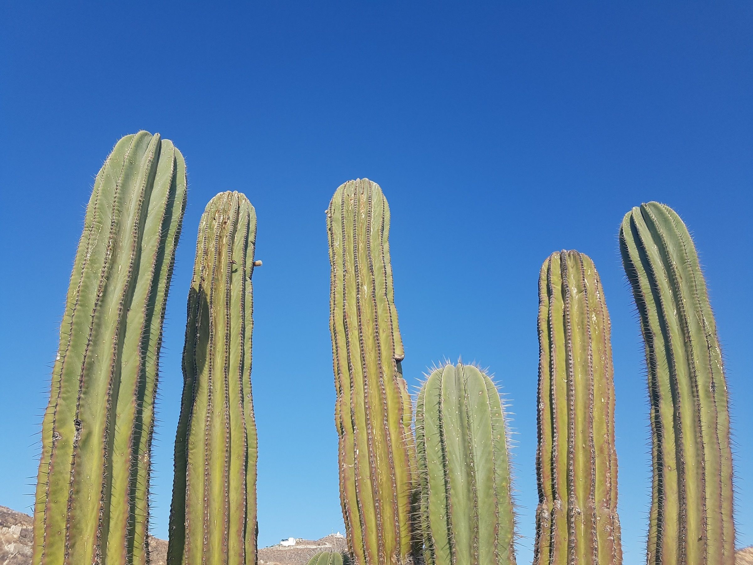 Hohe Kakteen vor wolkenlosem, blauem Himmel.