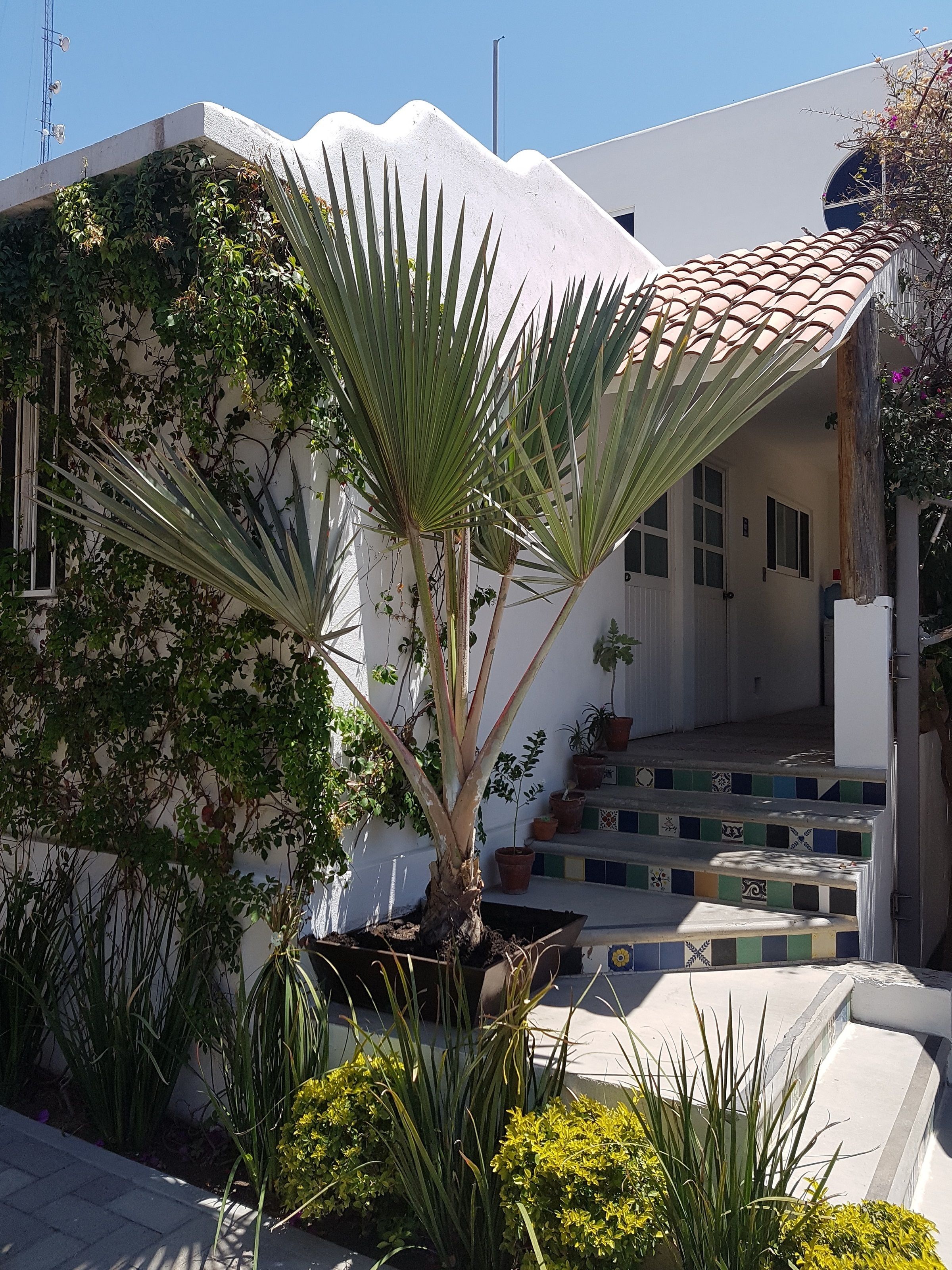 Un bâtiment blanc avec un toit recouvert de tuiles, un escalier orné de carreaux colorés et diverses plantes en pot.