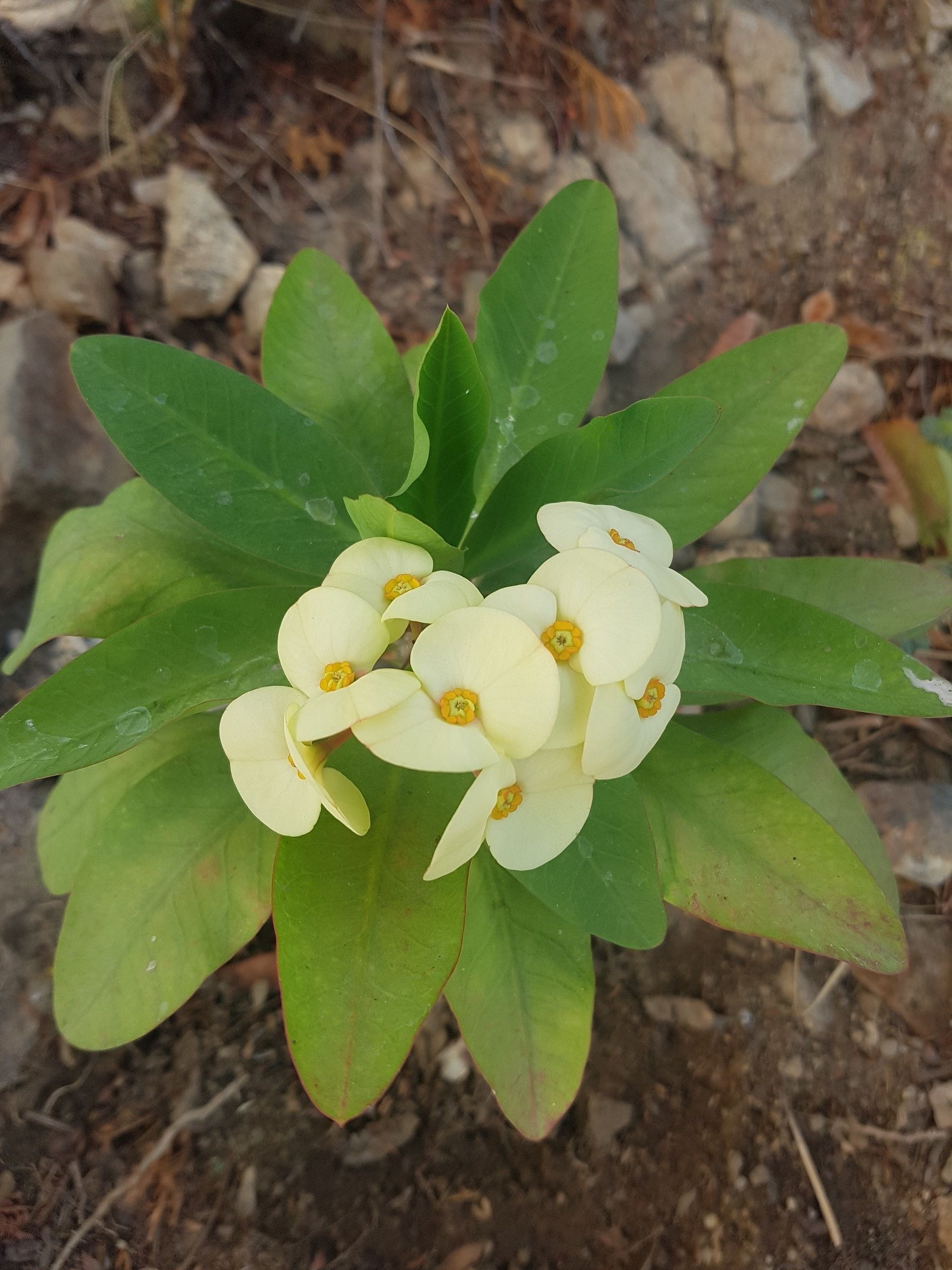 A plant with green leaves and white flowers.