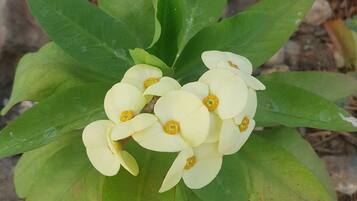 A plant with green leaves and white flowers.