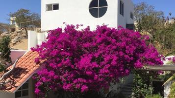 Vista frontal de la propiedad