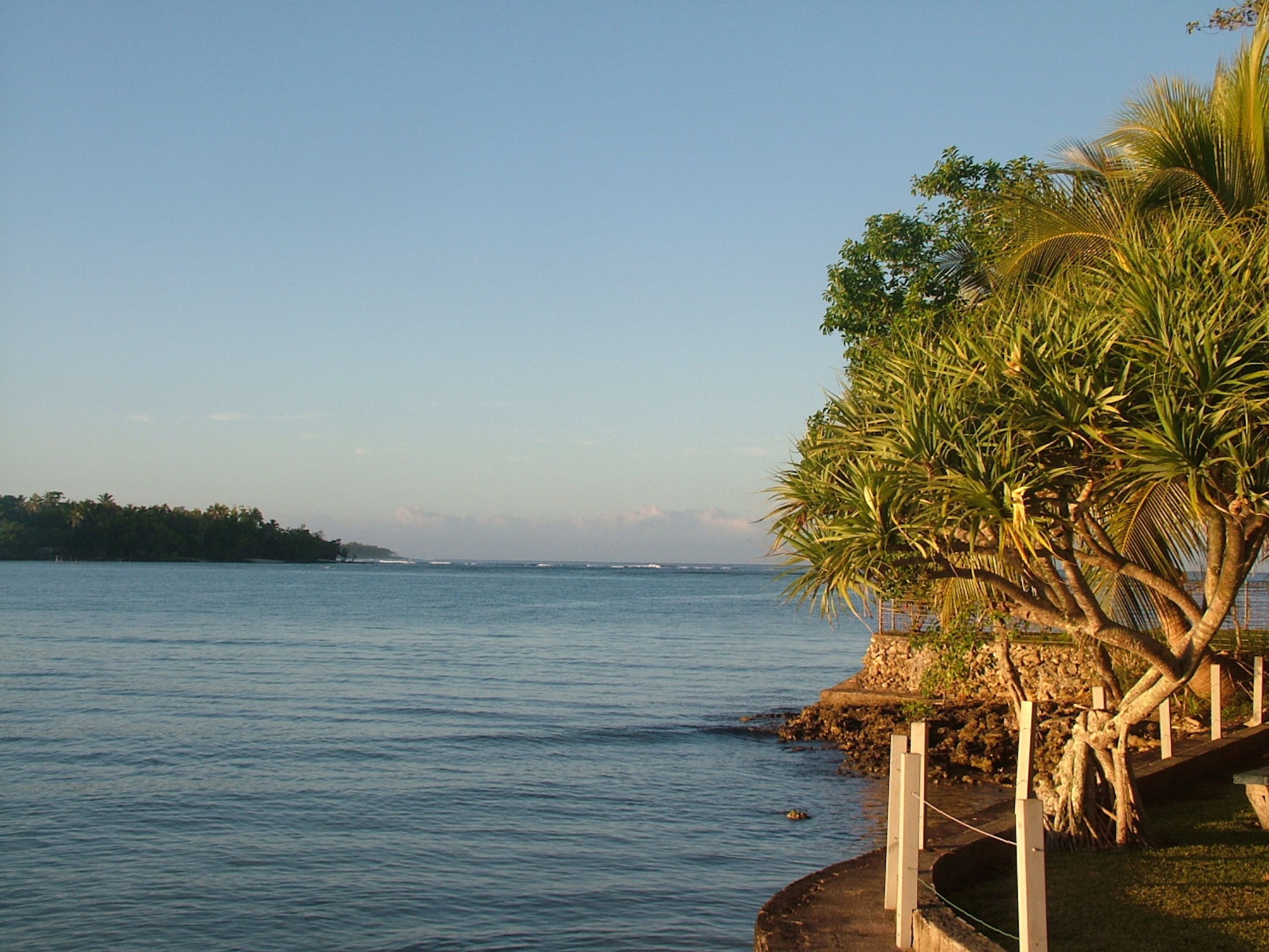 A coastal scene with calm waters, a sandy beach, and a palm tree.