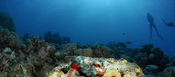 An underwater scene with a diver, coral formations, and marine life. - Aqaba Adventure Divers Village (Aqaba)