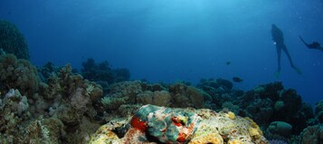 An underwater scene with a diver, coral formations, and marine life.