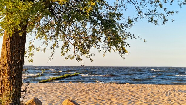A beach with a tree and rocks in the foreground, a boat on the water, and a clear sky.