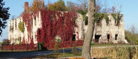A historic building with ivy-covered walls, a paved area with a tree and flower bed, and a metal fence.