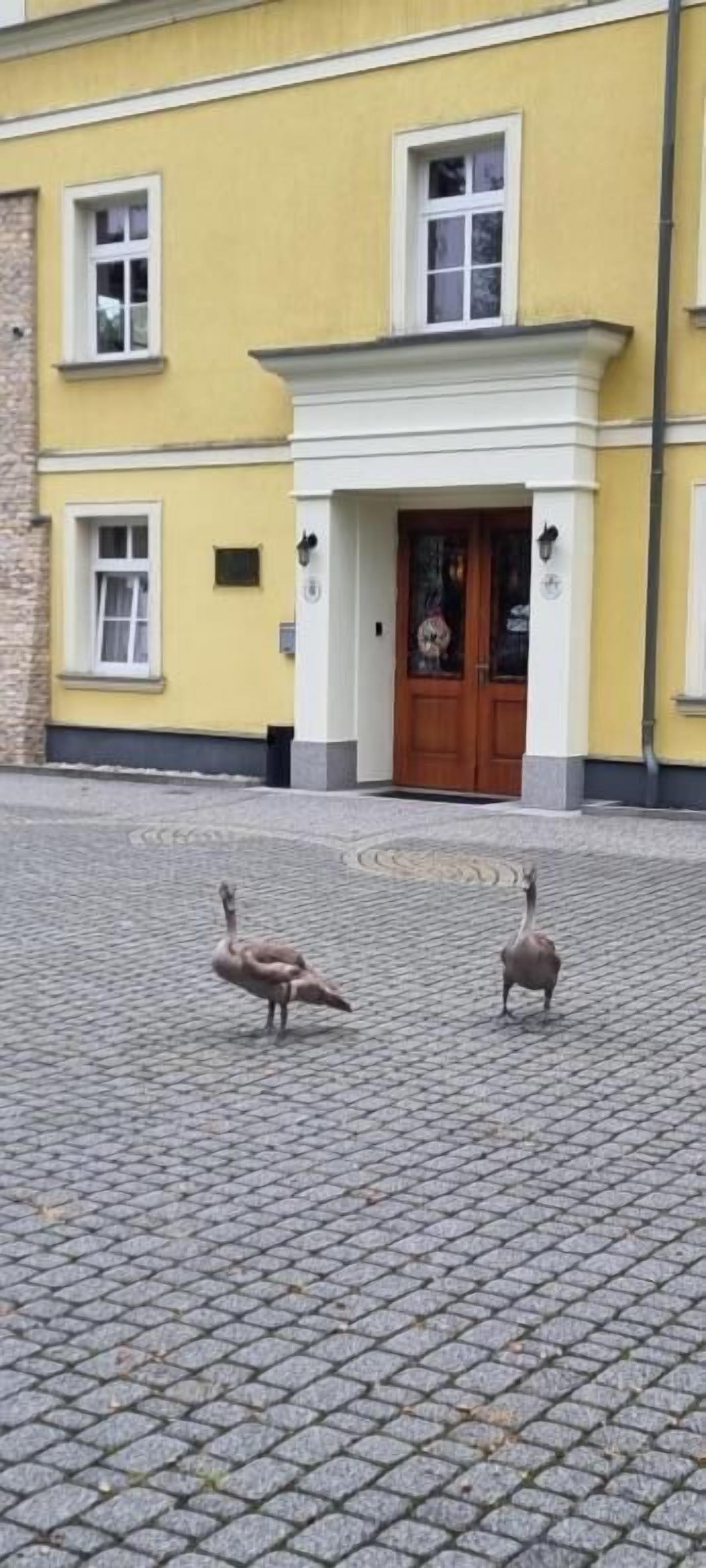 A building with a yellow facade, a central entrance with a wooden door, and two birds on a cobblestone ground.