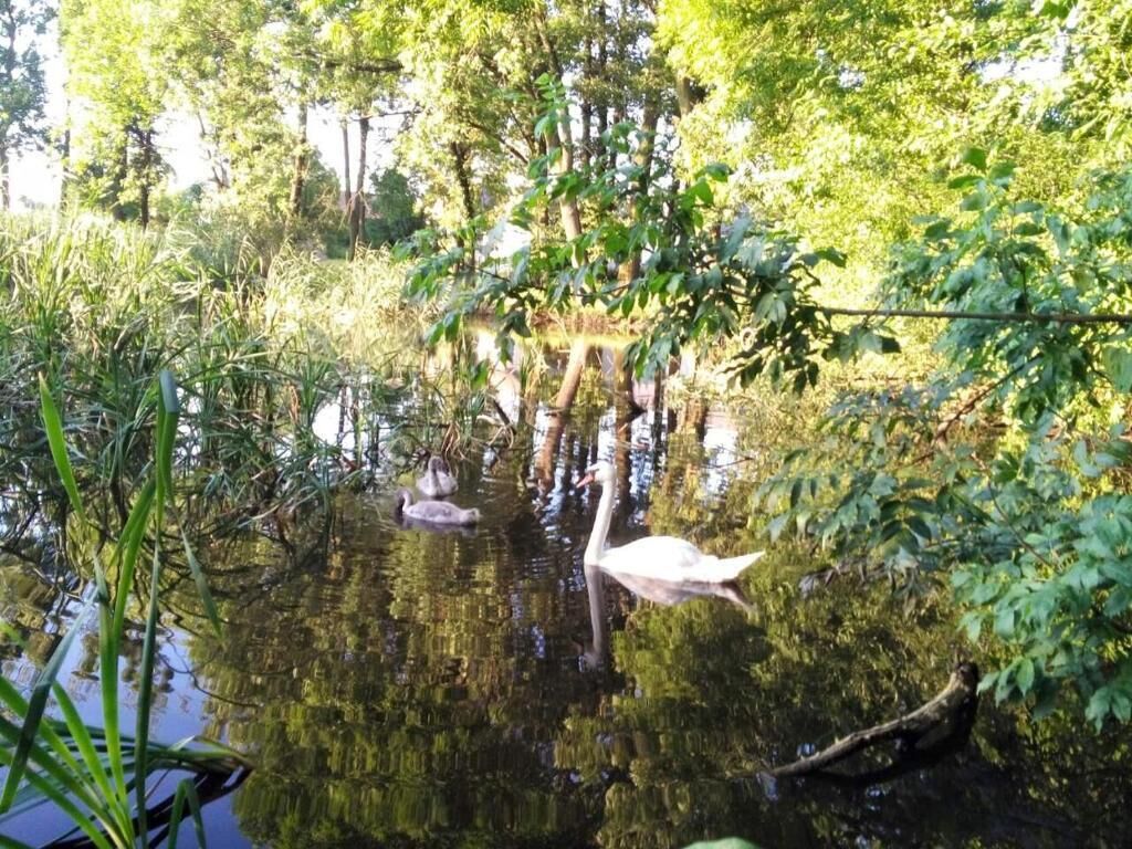 A serene pond with waterfowl, surrounded by dense foliage.