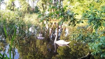 Un étang paisible où nagent des oiseaux aquatiques, entouré d’une végétation luxuriante.