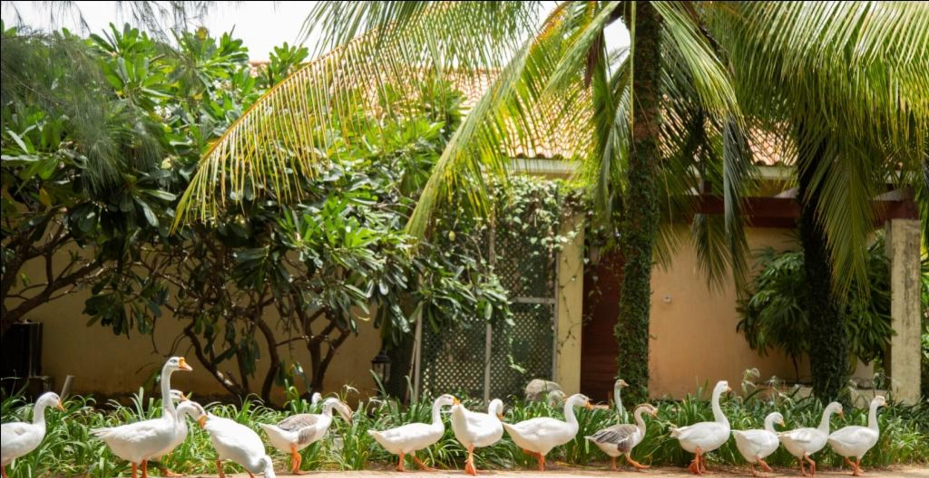 A group of geese walking along a path in a lush garden area with various plants and trees.