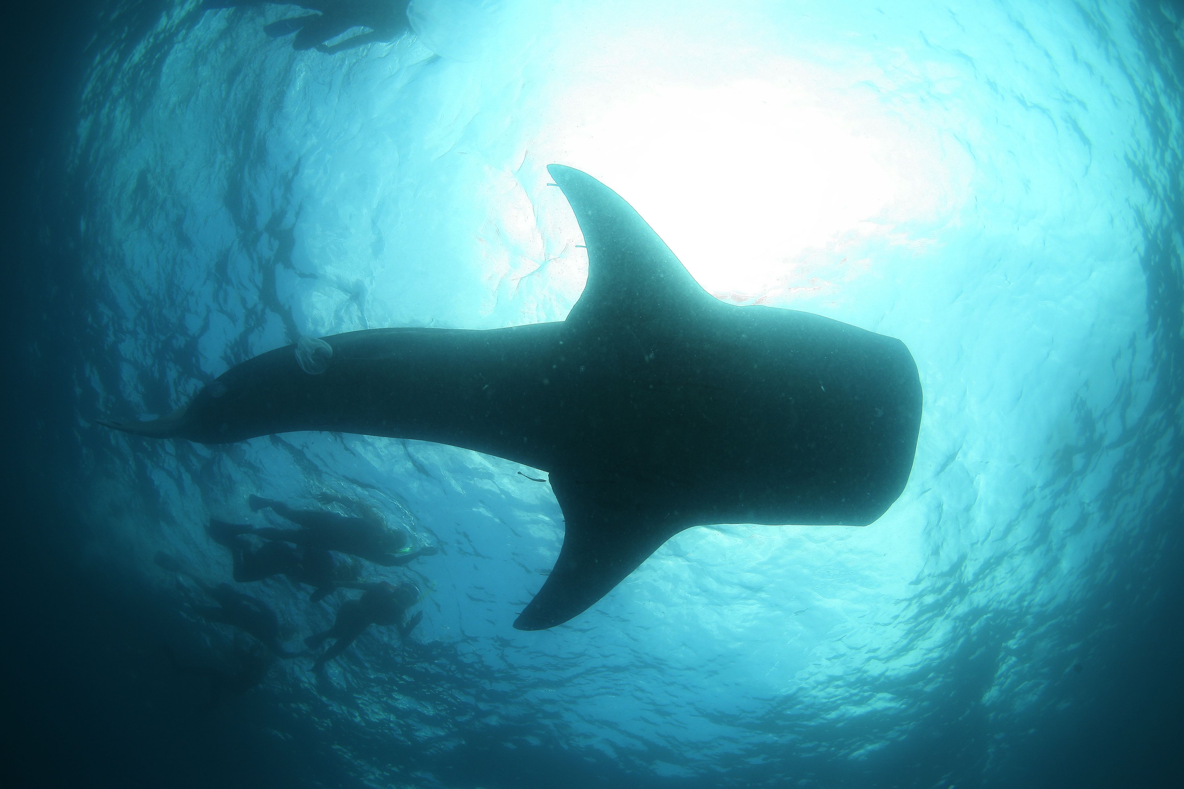 Una ballena grande nadando en un túnel submarino transparente.