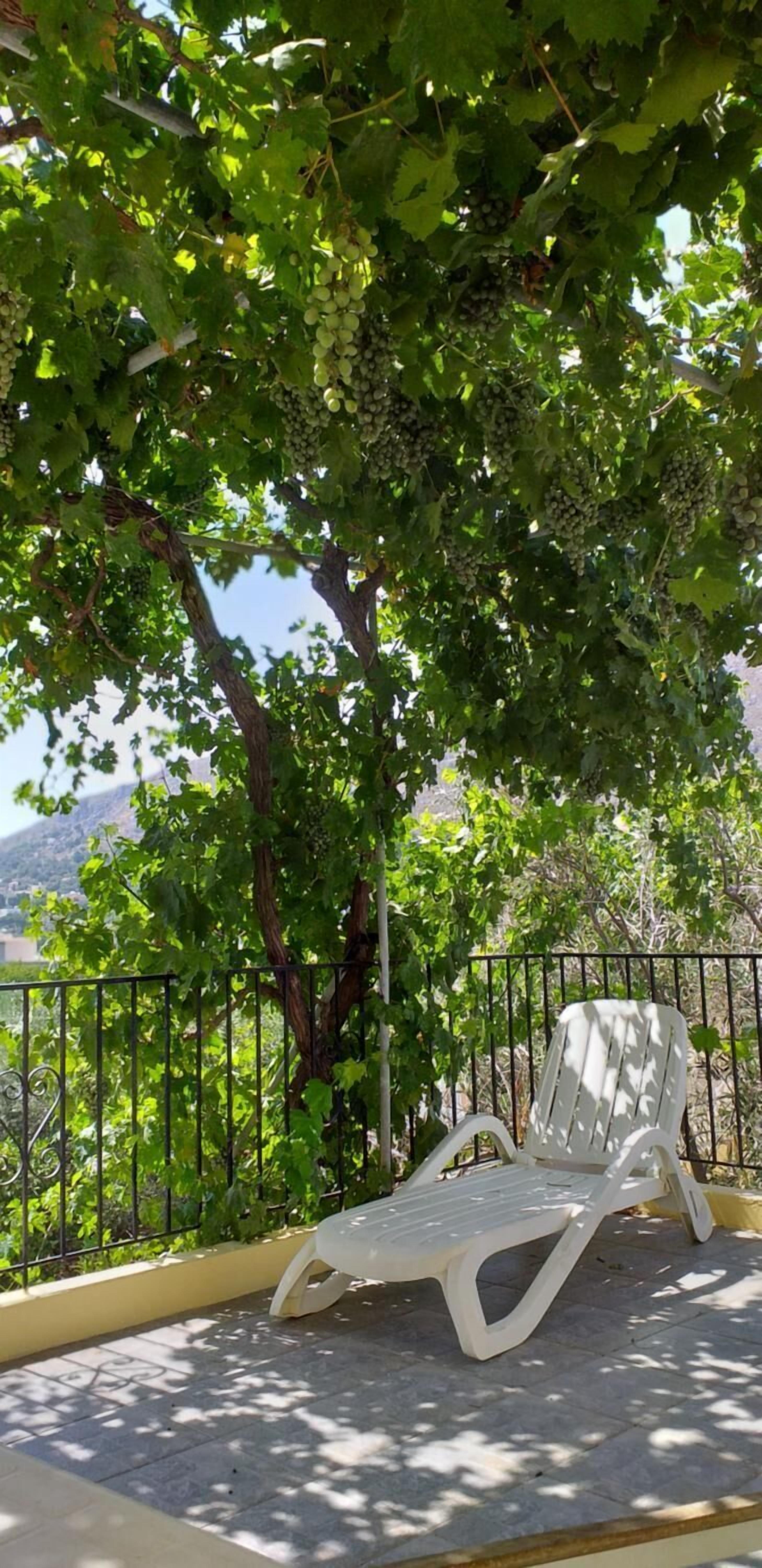 A white plastic chair under a tree with green leaves and grapes.