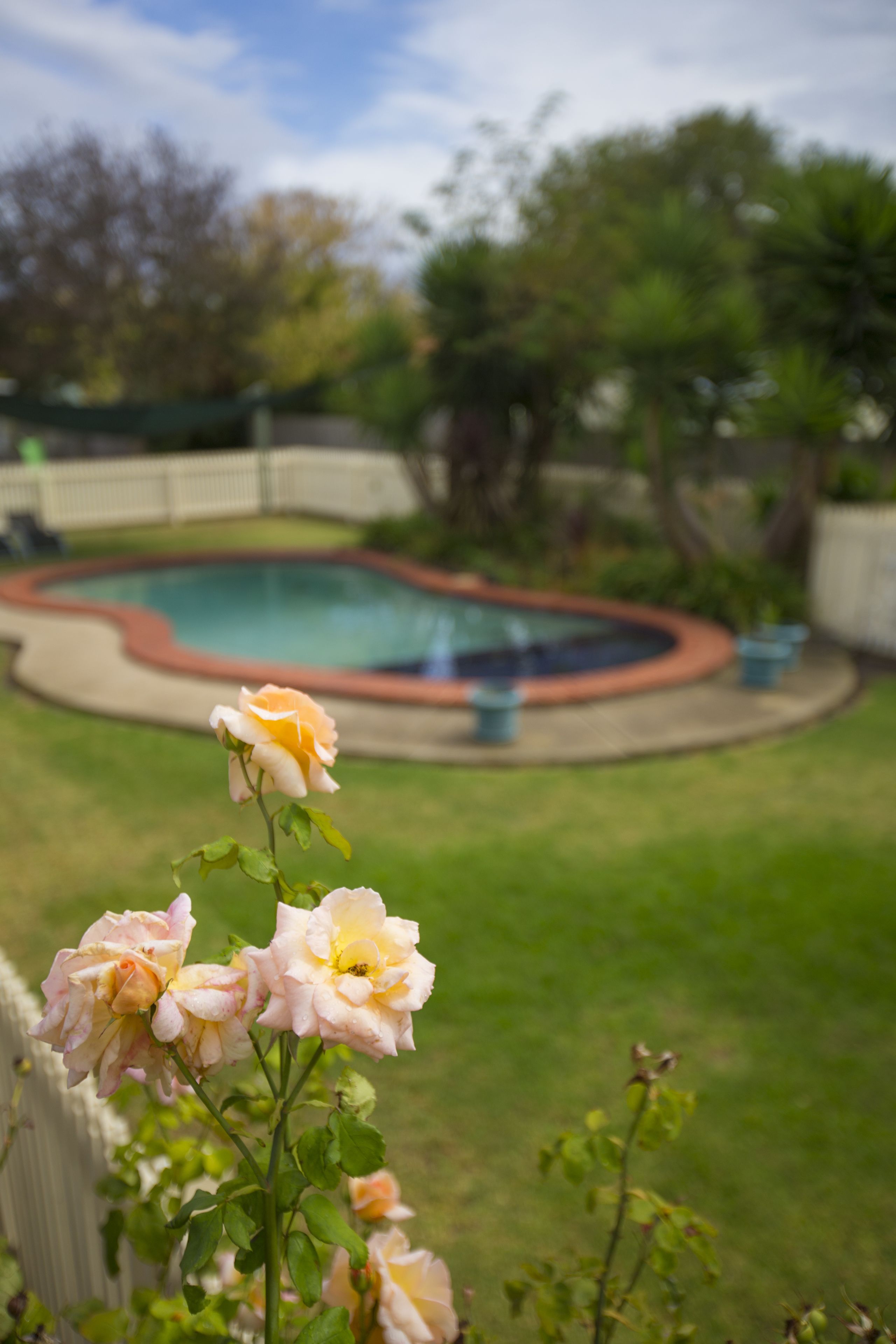 A backyard with a swimming pool, a wooden fence, and a rose bush.