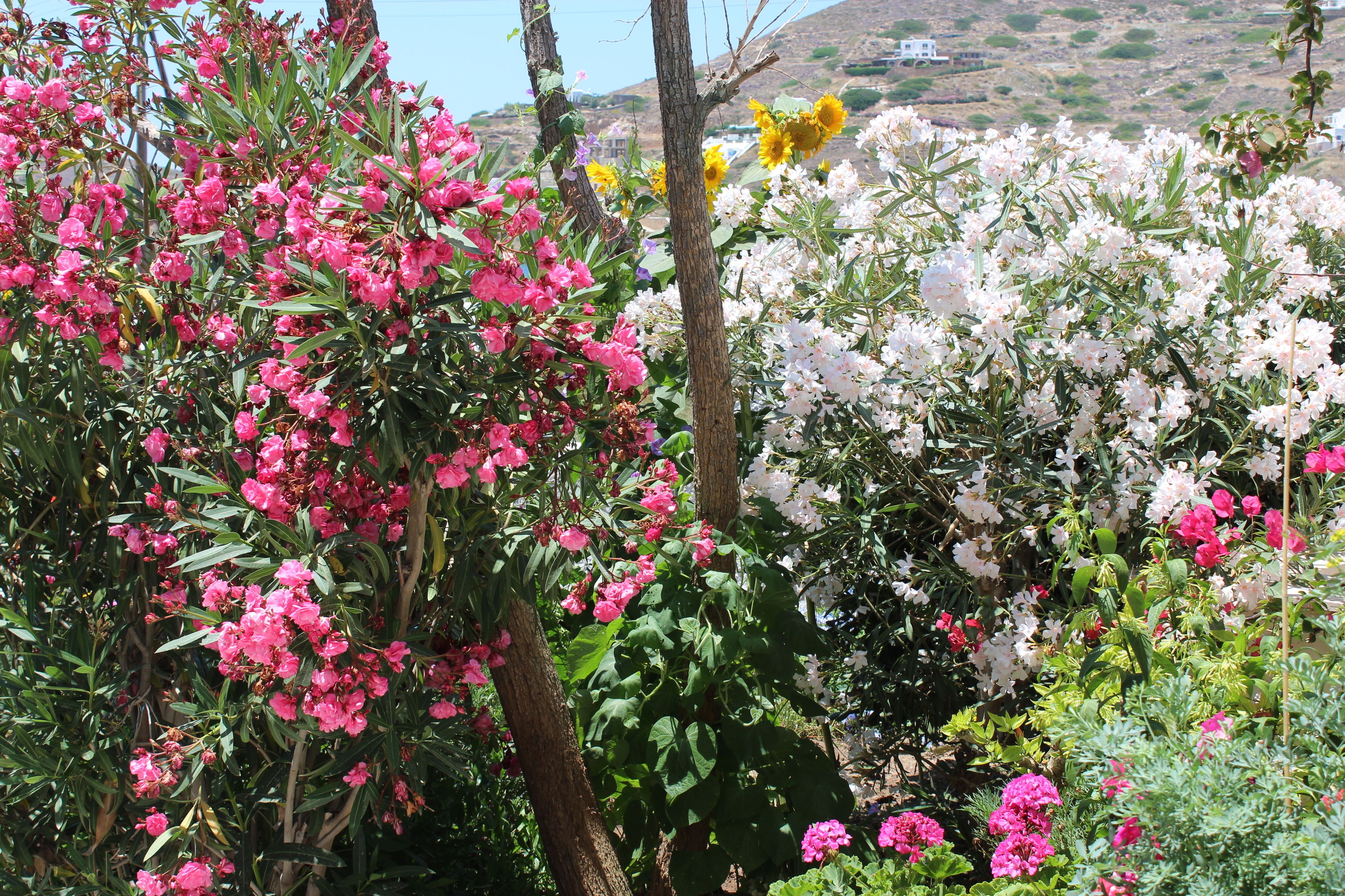 Un jardín con diversas plantas florecientes, entre ellas flores rosas, blancas y amarillas, y una vista de una colina con edificios al fondo.