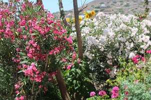 Un jardín con diversas plantas florecientes, entre ellas flores rosas, blancas y amarillas, y una vista de una colina con edificios al fondo.