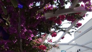 A stone pathway leading to a pool area with a pergola covered in purple bougainvillea flowers. - Mare Monte (Ios)