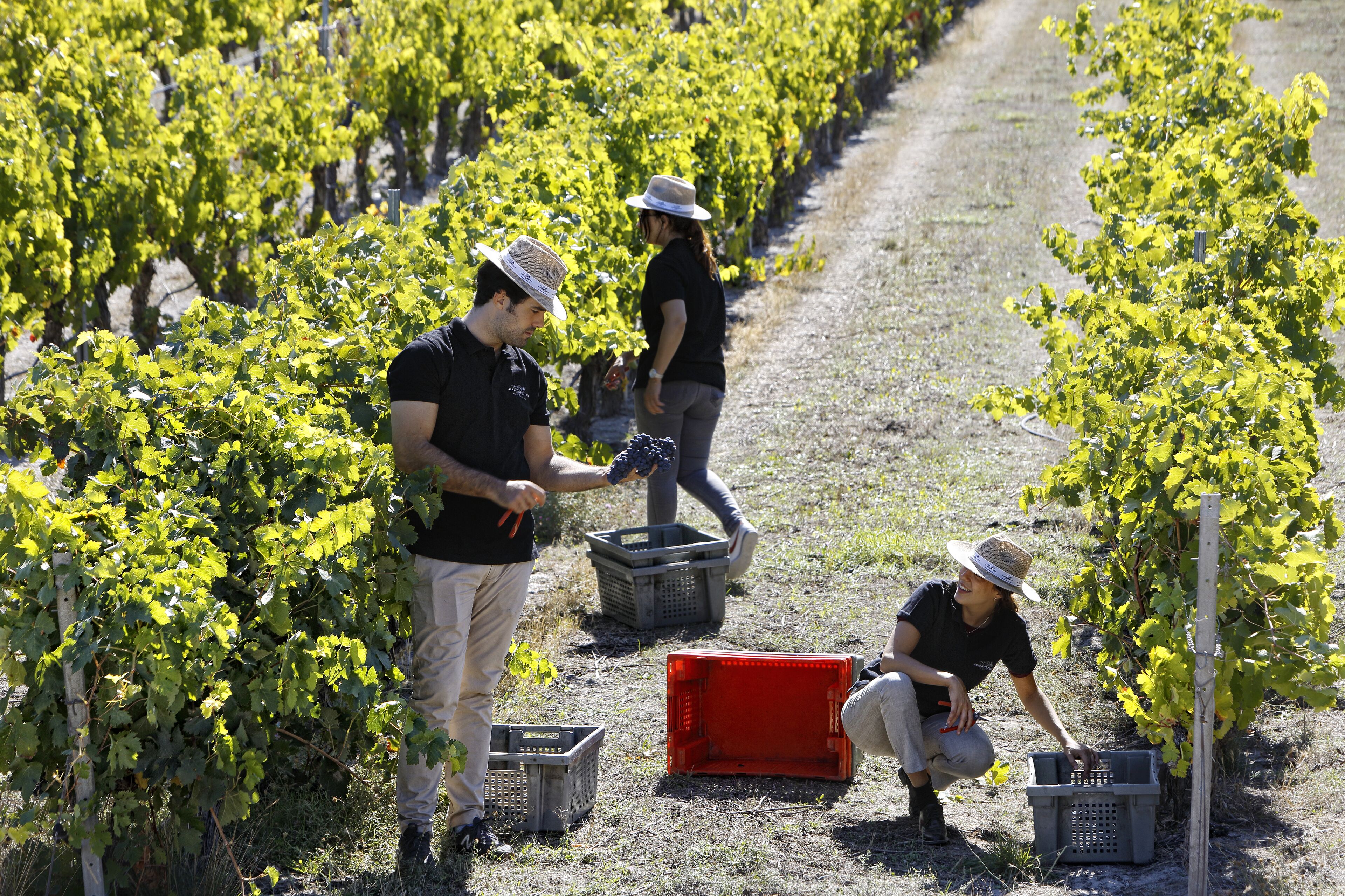 Viñedo con hileras de parras y trabajadores cuidando las plantas.