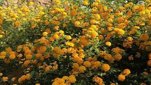 舒適雙人或雙床房, 1 張加大雙人床, 非吸煙房, 庭院 | 花園