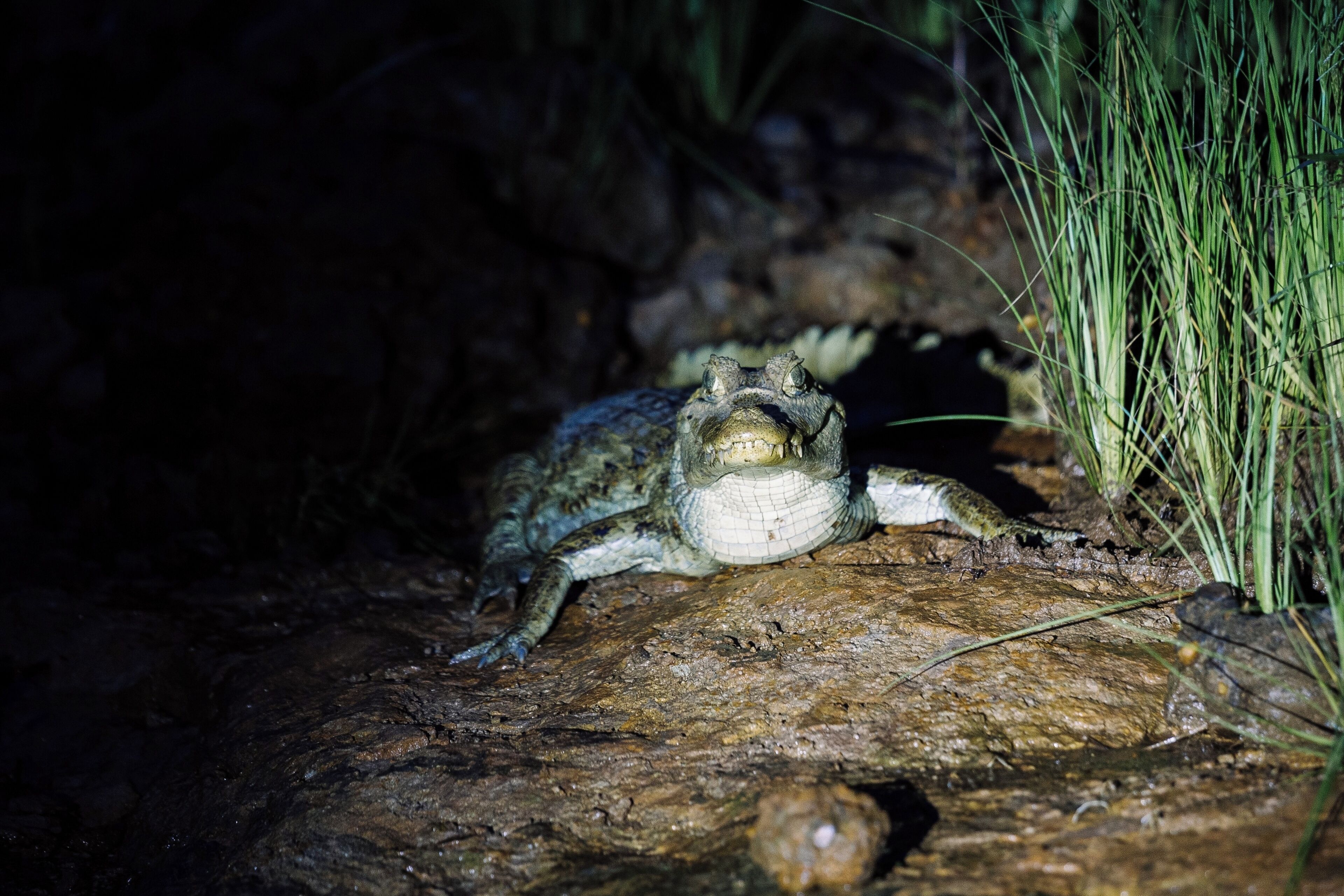 A gecko on a rock with grass nearby.