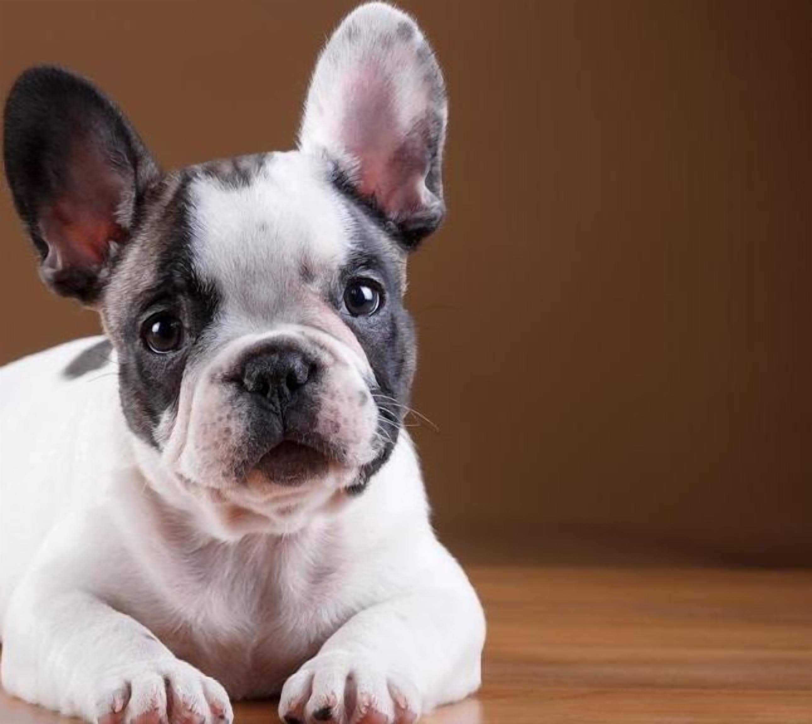 Een klein zwart-wit hondje ligt op een houten vloer.