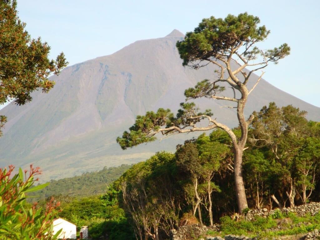 A mountain landscape with a prominent tree in the foreground and a building partially visible in the background.