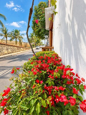 A street view with a white building, a row of red bougainvillea, palm trees, and a clear blue sky. - Hotel Patio de Getsemaní (Cartagena)