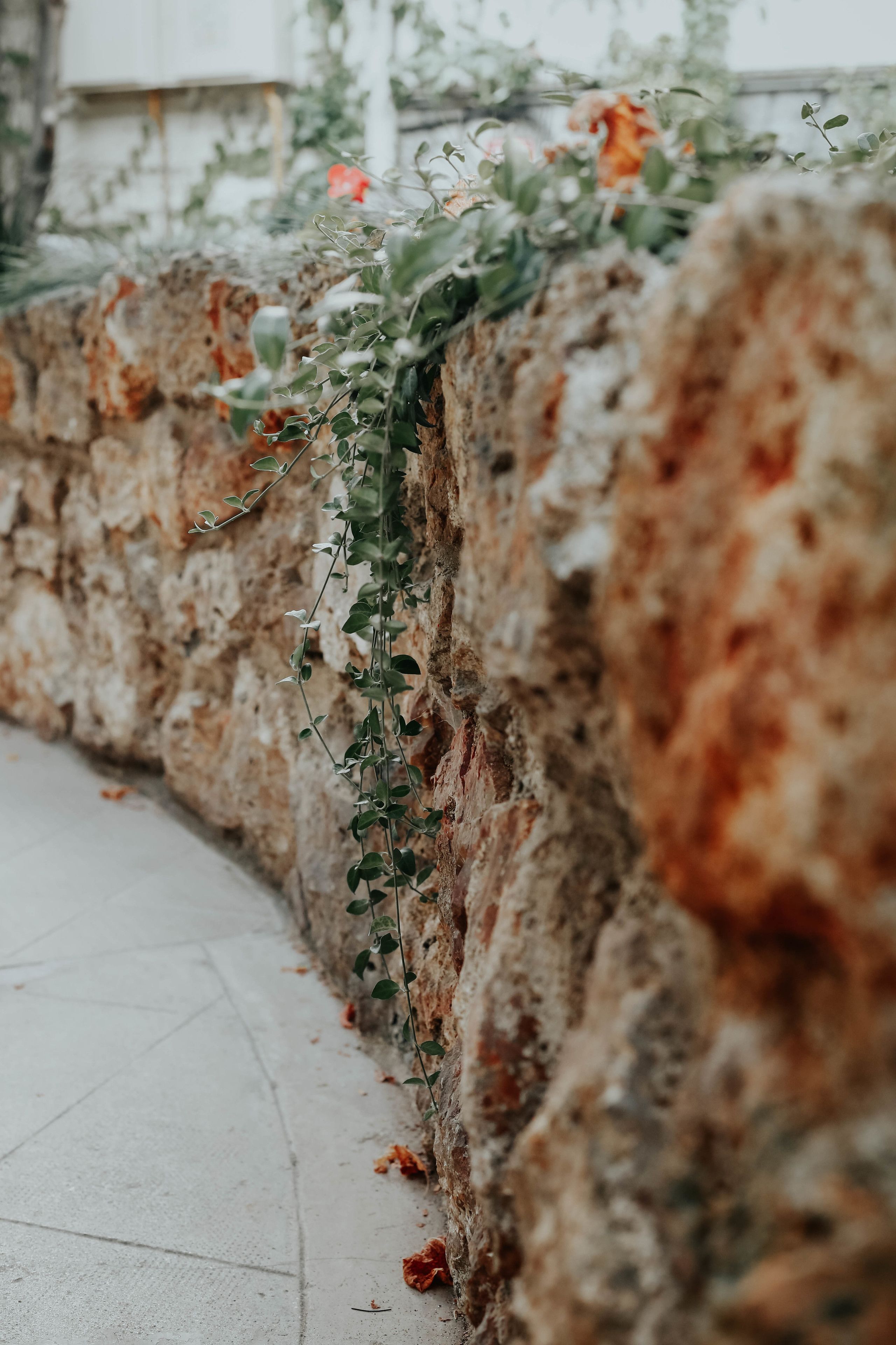 A textured stone wall with climbing plants and a concrete pathway.