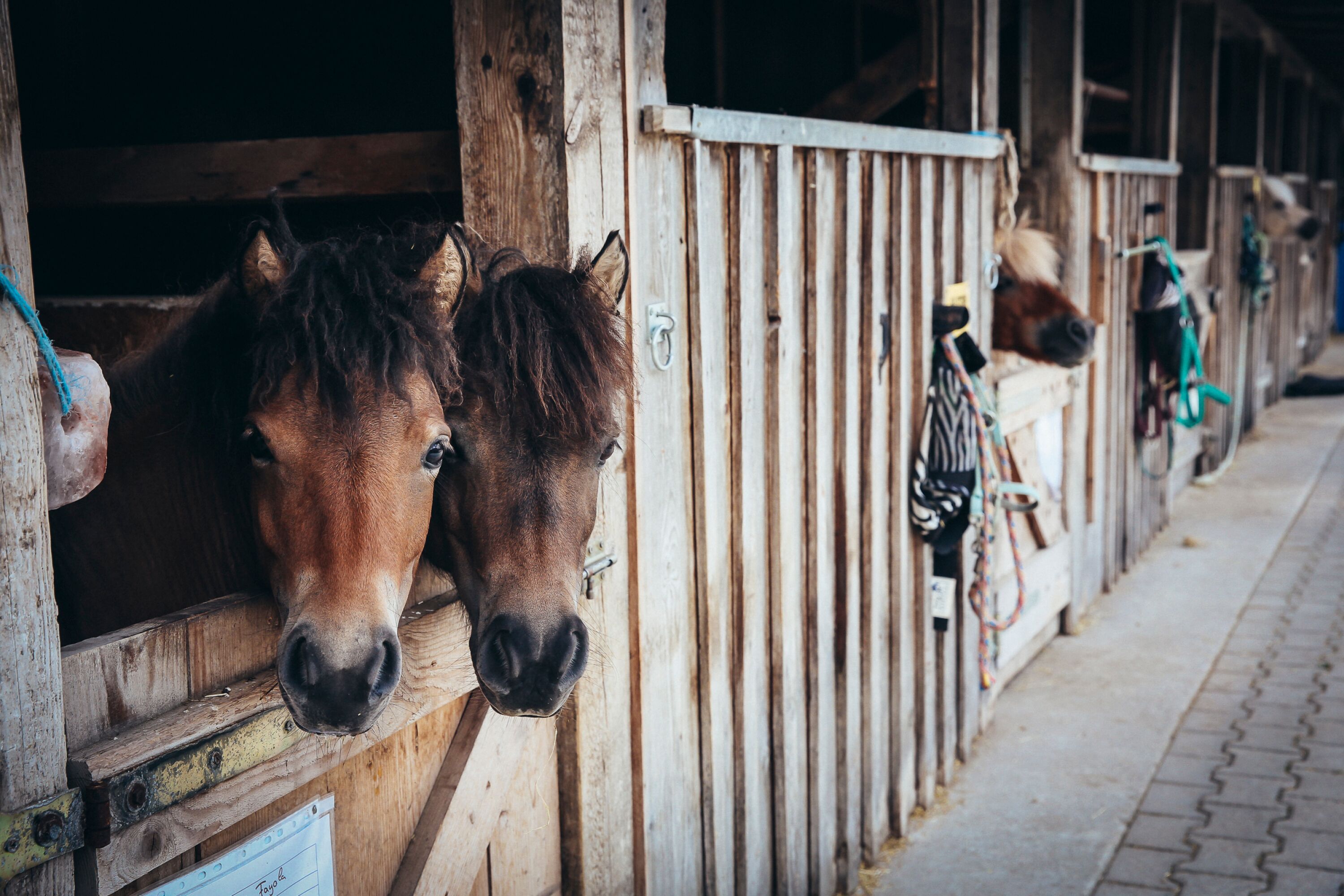 A stable with wooden stalls and horses inside.