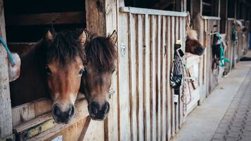 A stable with wooden stalls and horses inside.