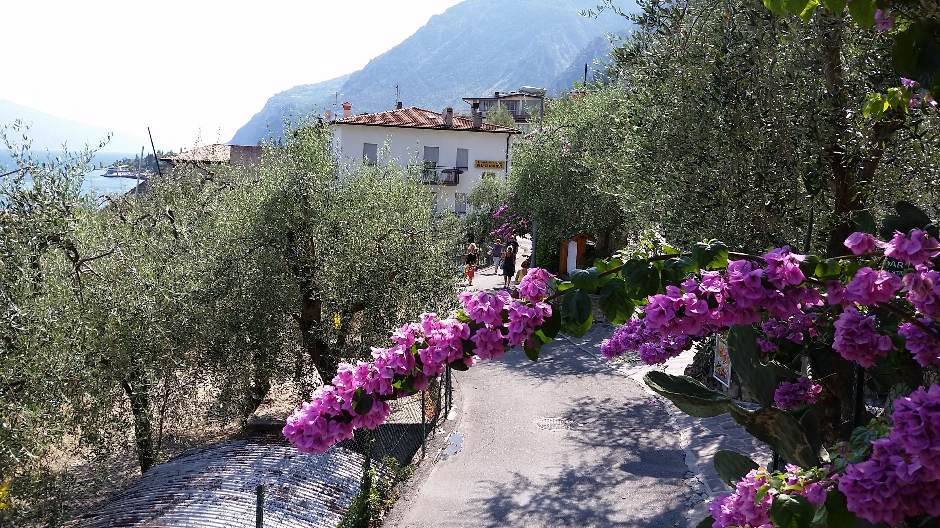Ein Weg, gesäumt von violetten Blumen, führt zu einem Gebäude mit dem Schild "Hotel del Vino Augusti".