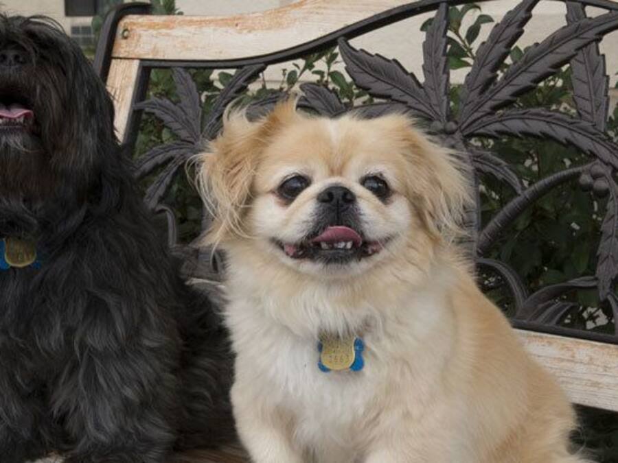 Deux chiens assis sur un banc doté d’un dossier décoratif en métal.