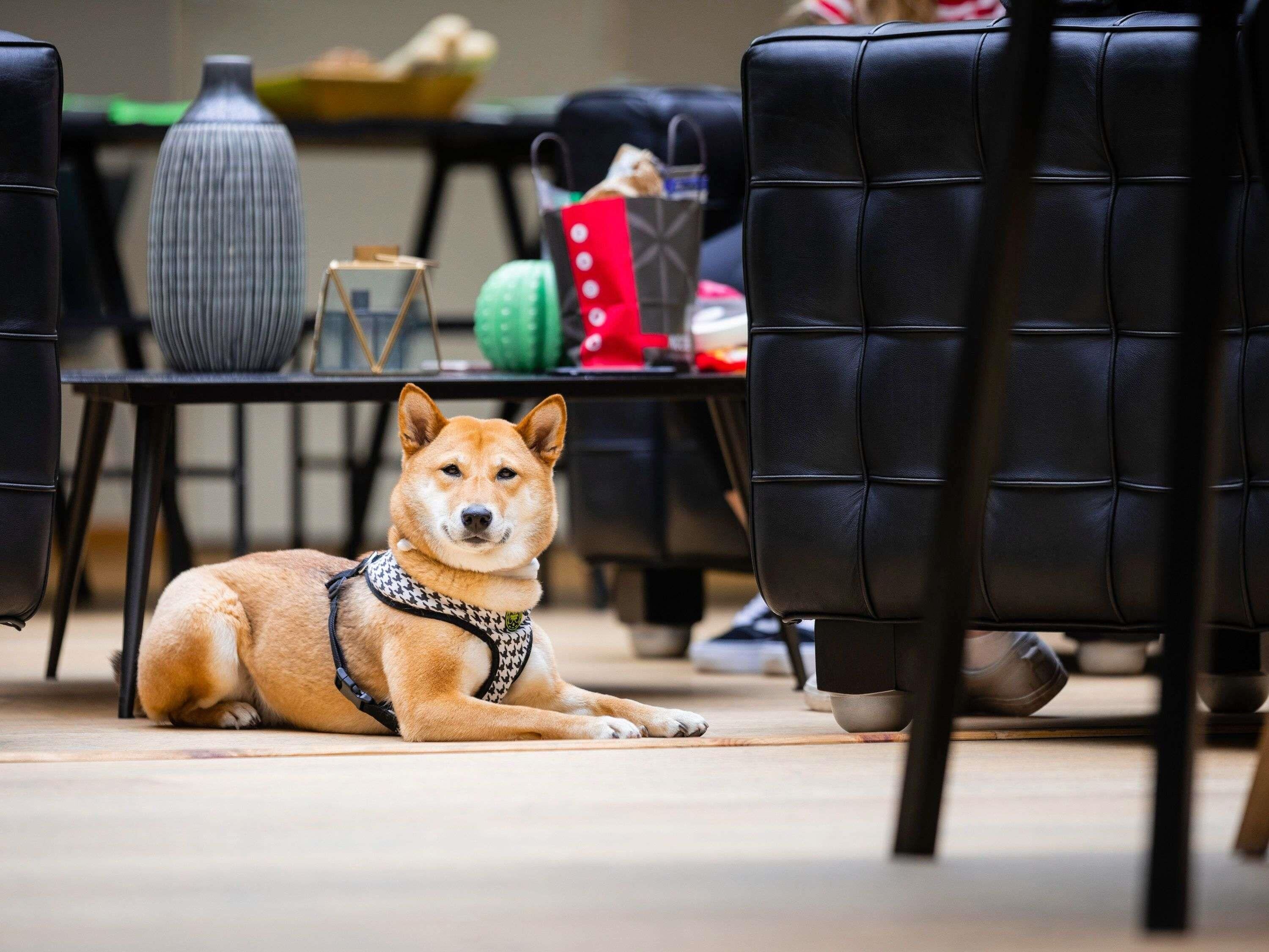 A dog lying on the floor in a room with black leather chairs, a table with various items, and a vase.