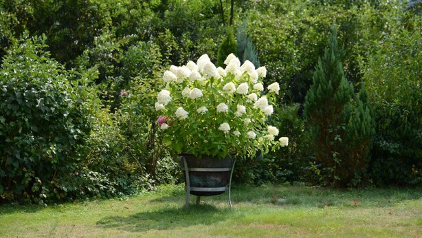 A garden with a potted plant of white flowers. - Gasthaus Finken (Oppenau)