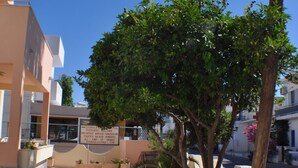 A paved outdoor area with a palm tree, potted plants, and a signboard. - Zouboulia (Kos)