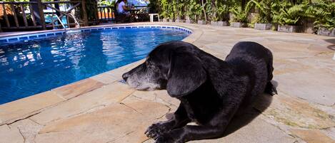 Outdoor pool, pool umbrellas