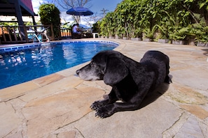 Outdoor pool, pool umbrellas