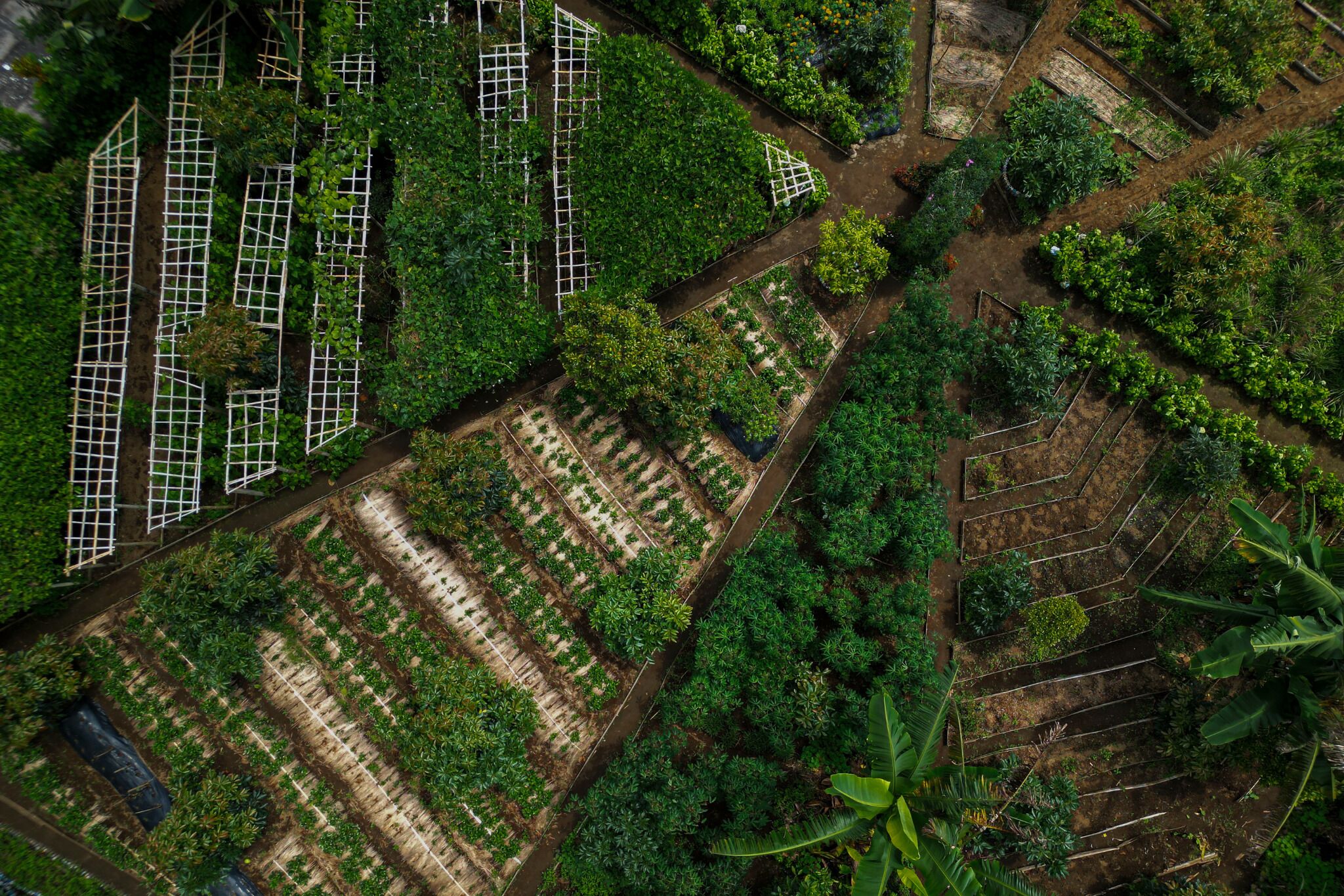 Foto - Munduk Moding Plantation Nature Resort