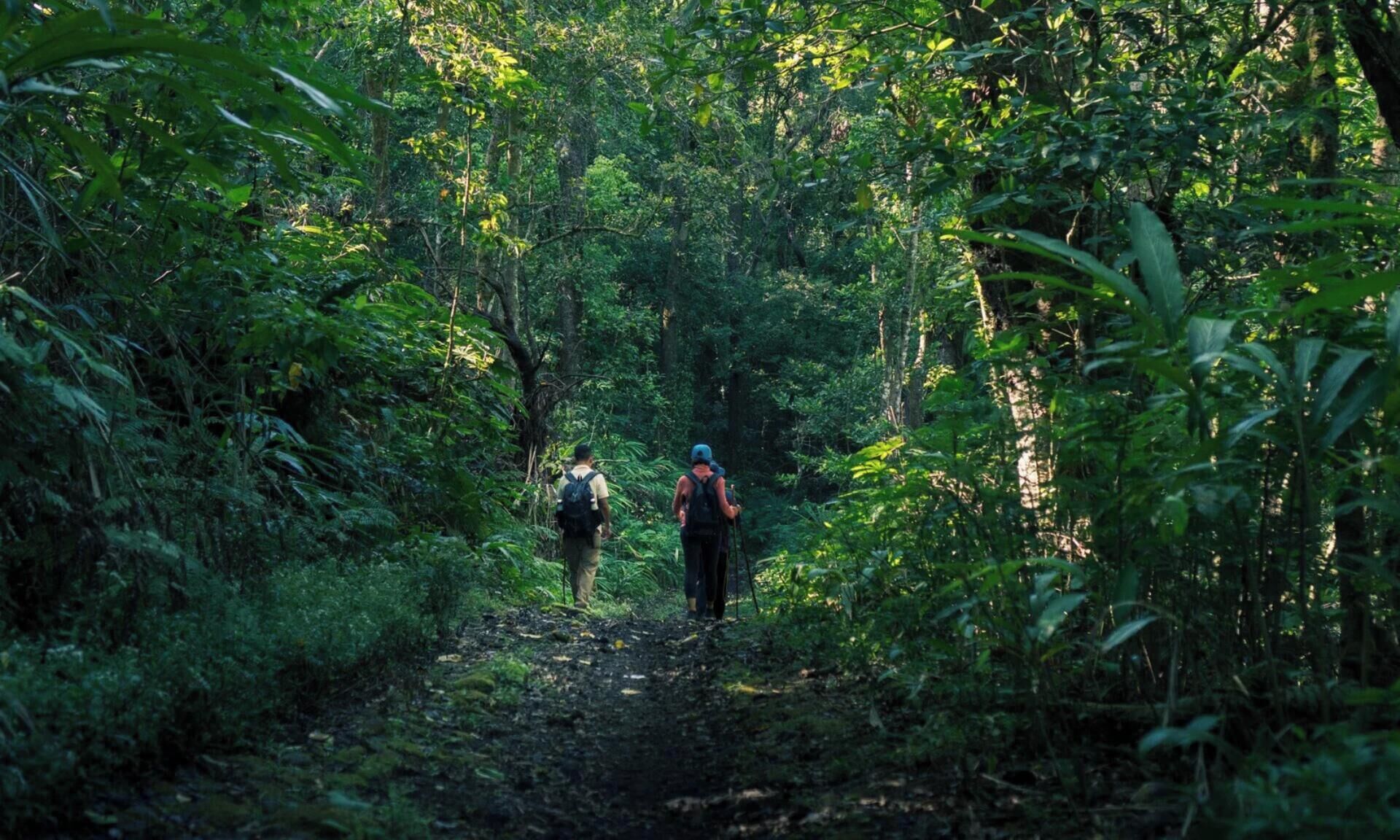 Un sentier étroit qui traverse une forêt, bordé de chaque côté par un feuillage dense.