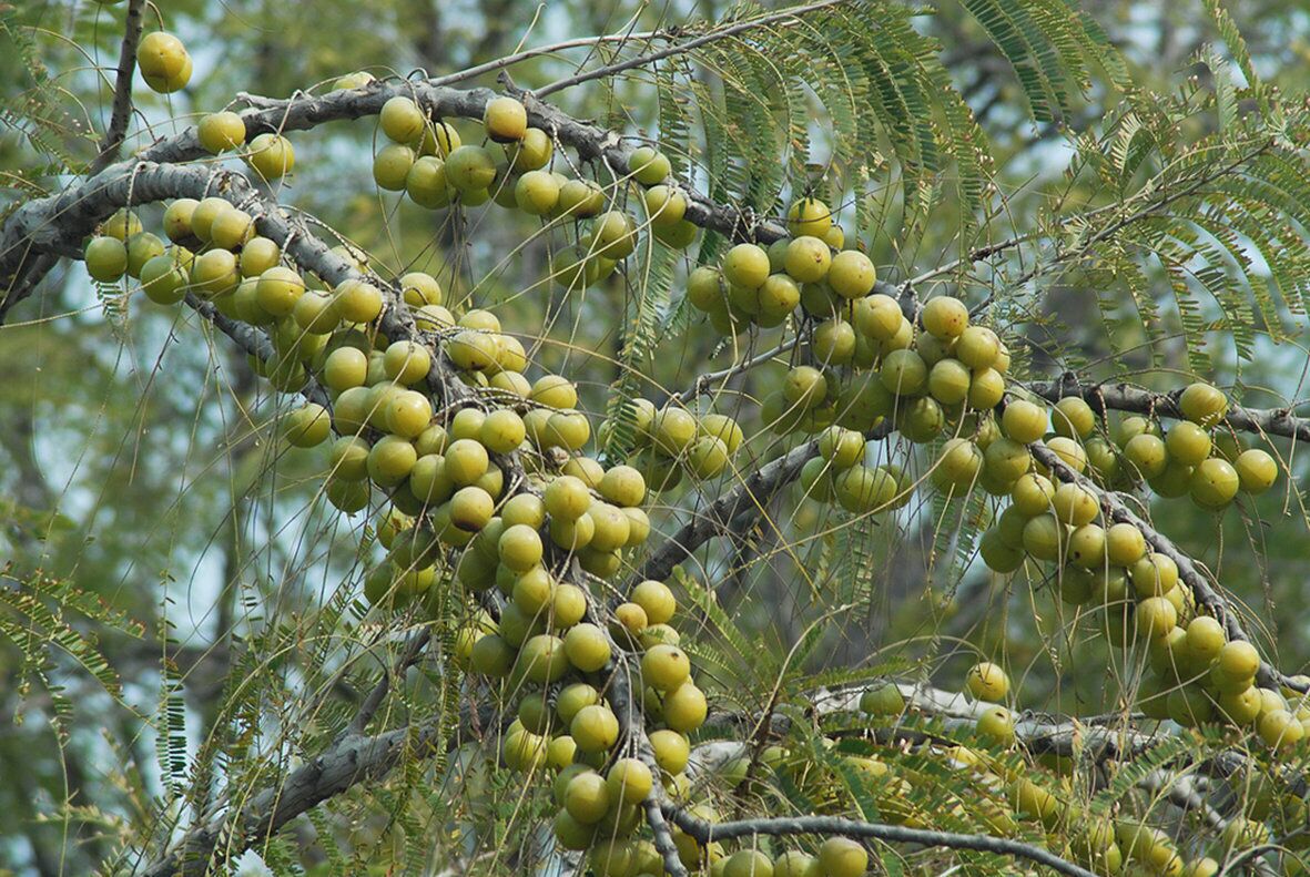 A tree with clusters of green fruits.