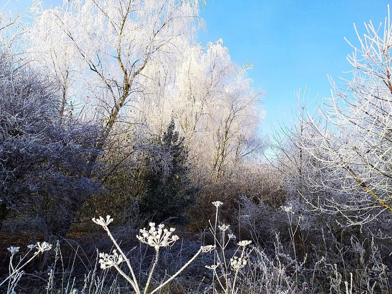 Un paysage hivernal où les arbres et les plantes sont recouverts de givre.
