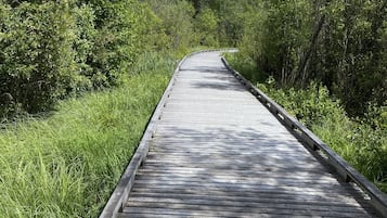 A wooden boardwalk through a forested area with mountains in the background.