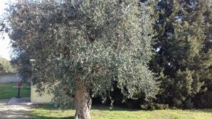 Ein Baum mit dichtem Laub in einer angelegten Grünfläche.