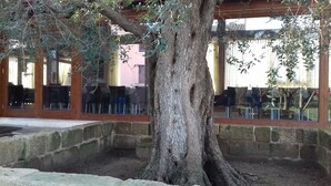 Ein Baum in einem Innenhof mit Steinmauern und ein Gebäude mit großen Fenstern im Hintergrund.