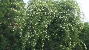 A tree with white flowers in a garden setting.