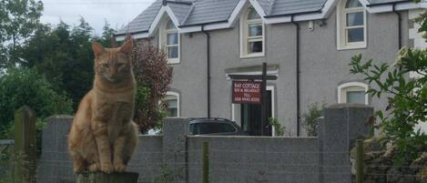 A cat sitting on a fence in front of a building with a sign that reads "Bay Cottage Bed & Breakfast."