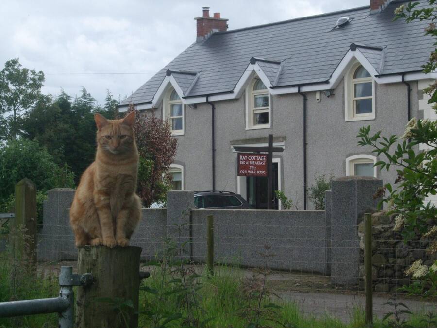 Un gato sentado en una cerca frente a un edificio con un letrero que dice "Bay Cottage Bed & Breakfast".