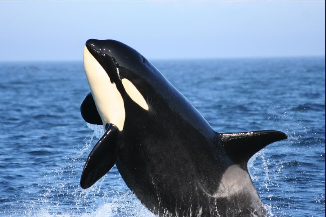 Een groot zeedier, vermoedelijk een orka, springt uit het water met spetters.