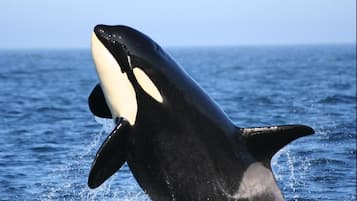 Een groot zeedier, vermoedelijk een orka, springt uit het water met spetters.