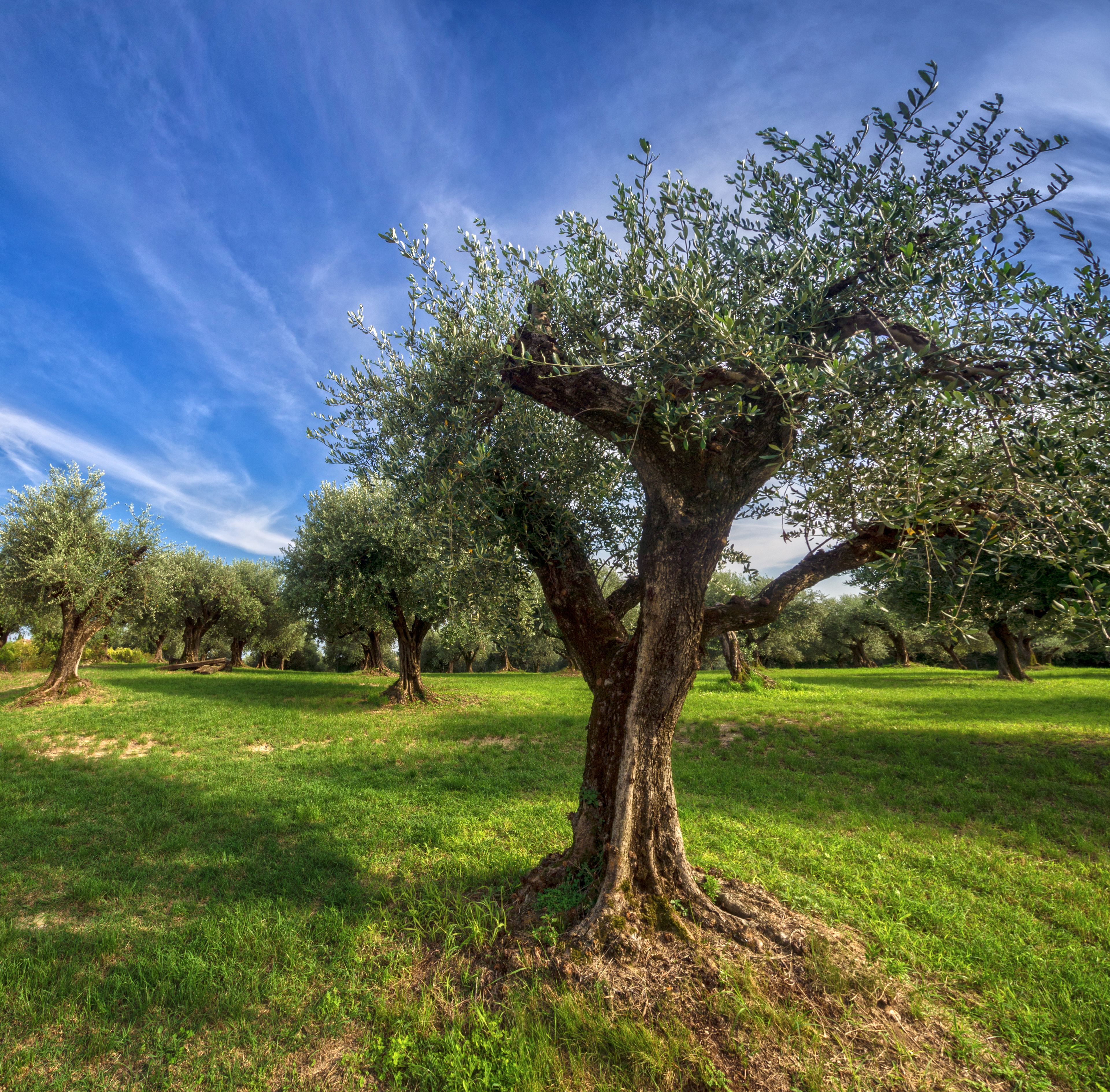 Photo - Delser Verona Manor House